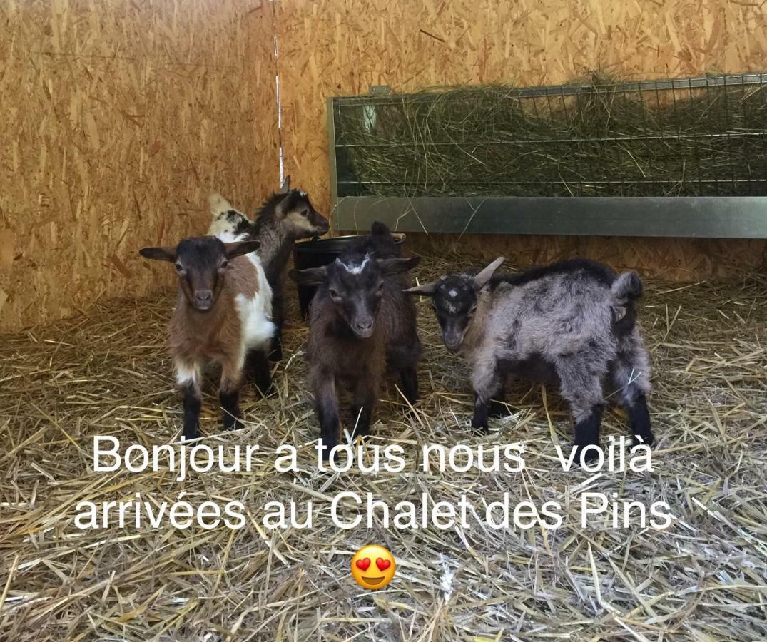 Le Chalet Des Pins Hotel Rougeou Kültér fotó